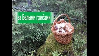 За Белыми грибами в лес За Белыми грибами в лес