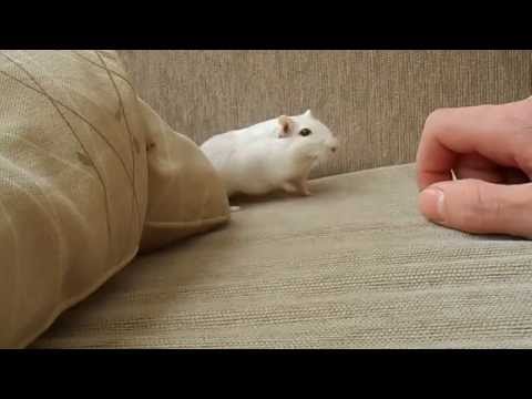 my pet Gerbil coconut aka nut boy