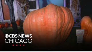 Carving the largest pumpkin in Illinois