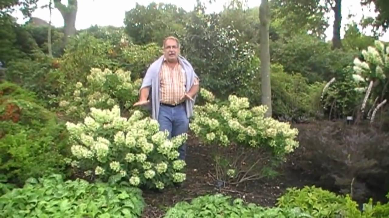 Hydrangea Dolly - und der Schnitt der Rispenhortensien