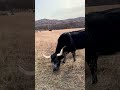 No zoom lens needed for this shot. This cow came right up to my car. Hwy 115. WMWR 2/10/26