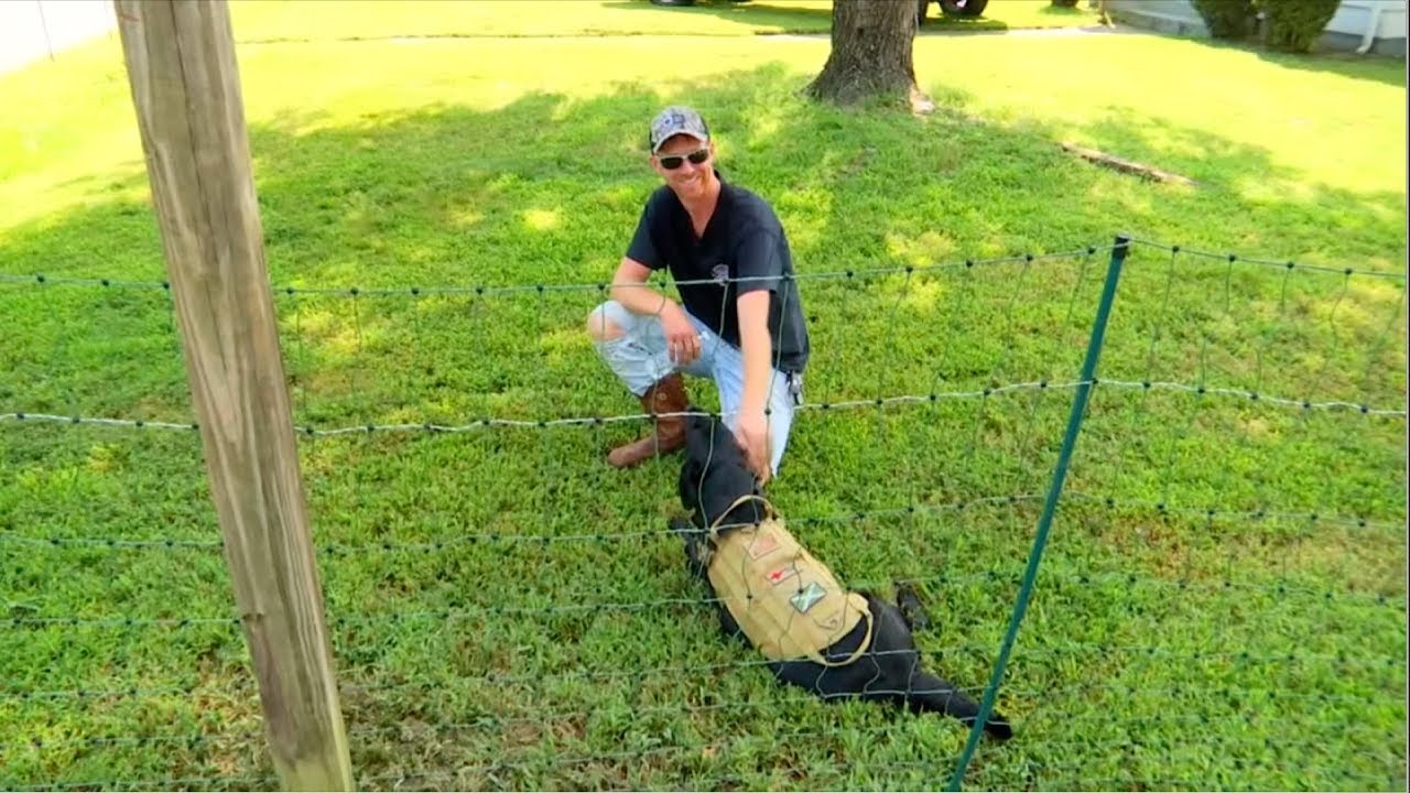 Man installs electric fence to keep kids off lawn YouTube