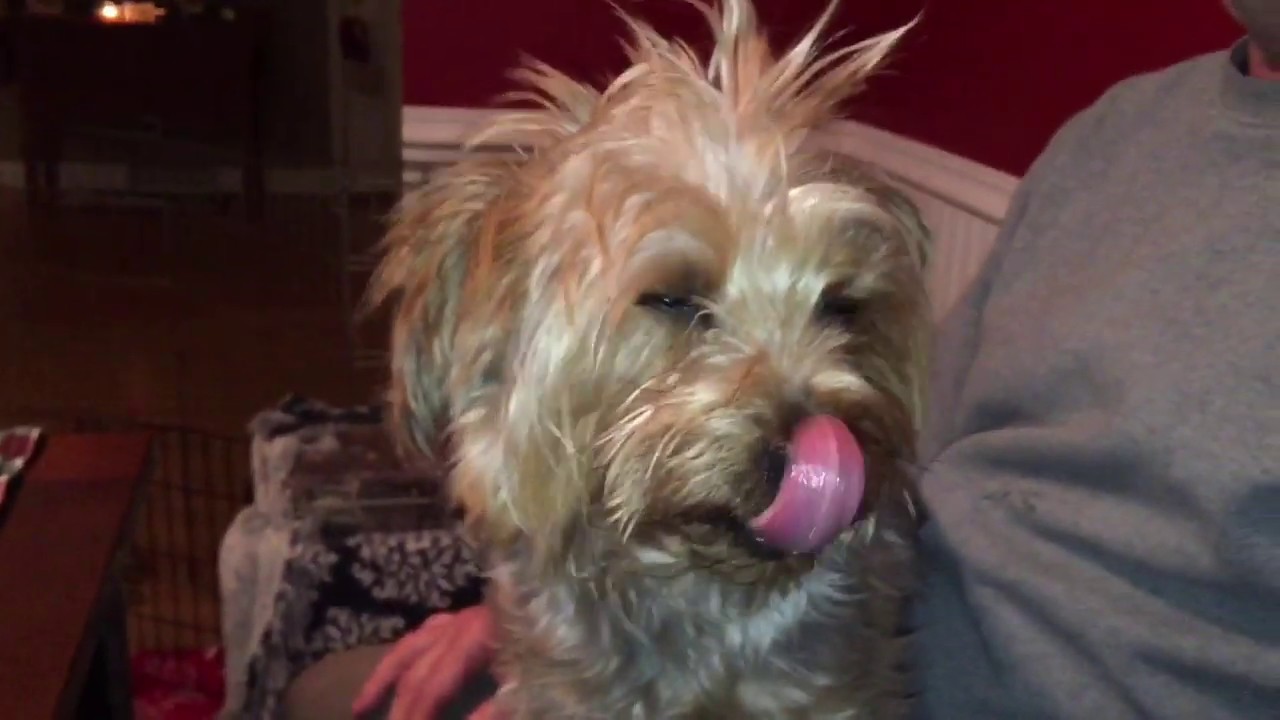 TerribleTed still hates puppies. Yorkie VS MaggyTheBullDog. YouTube