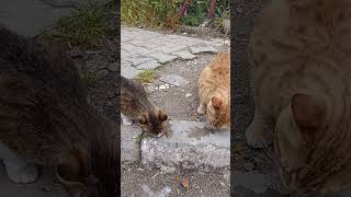 Kediler mamayı aç bitir yaptı #kedi #kedivideoları #sokakkedileri