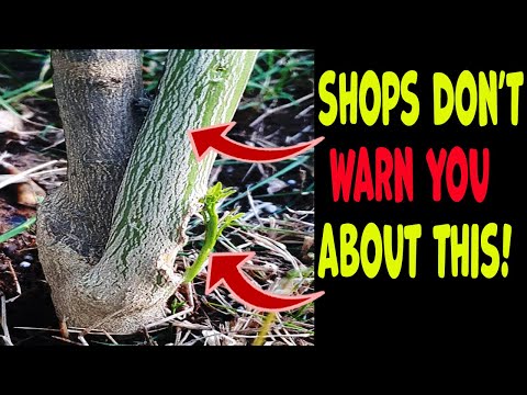 Beware! They Don't Tell You This When Buying  Fruit Trees.