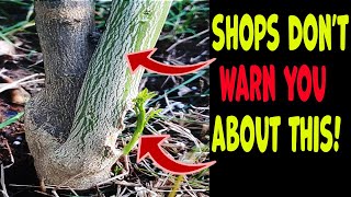 Beware! They Don't Tell You This When Buying  Fruit Trees.