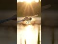 “How Dragonflies Hunt and Kill Mosquitoes in Slow Motion | Deadliest Insect Predator” 🪰🔥