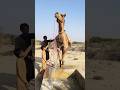 الطريقة الفريدة التي يستخدمها سكان القرى الصحراوية لتبريد الجمال في الحر الشديد تثير دهشة الناظري