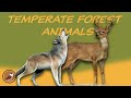 Temperate Forest Biome Quiz