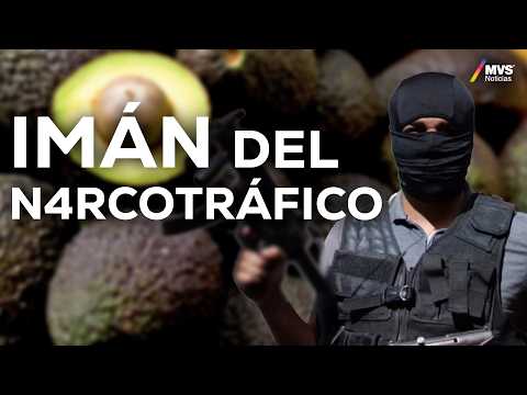 This Is How Organized Crime Controls the Avocado Business | MVS Noticias