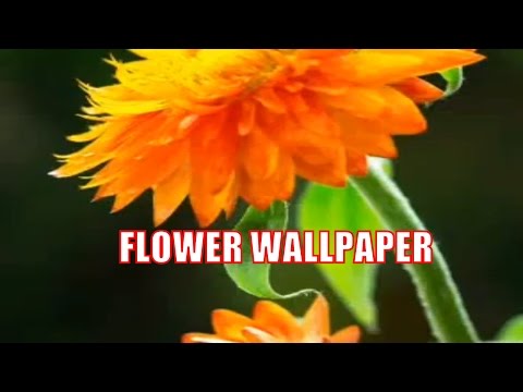 HD Wallpaper 2016 | Download HD Wallpapers for your iPhone or Android Smartphone HD Wallpaper 2016 | Download HD Wallpapers for your iPhone or Android Smartphone