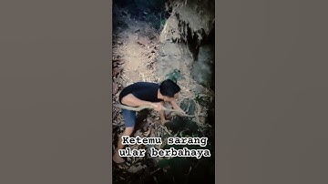 Membantu Orang mencari sarang ular piton pemakan ternak