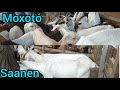 Cabras Moxotó e Saanen na Feira dos Caprinos e Ovinos Dentro da Feira do Gado de C.Grande 10/02/21