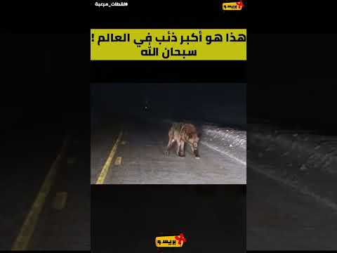 أكبر ذئب في العالم سبحان الله مشهد مرعب 