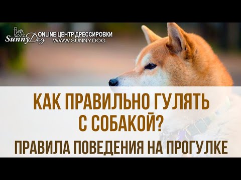 Как правильно погулять. Как правильно гулять.