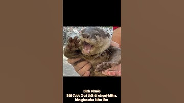 Bắt được 2 cá thể rái cá quý hiếm, bàn giao cho kiểm lâm