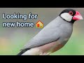 Java Bird looking for new home 🏠