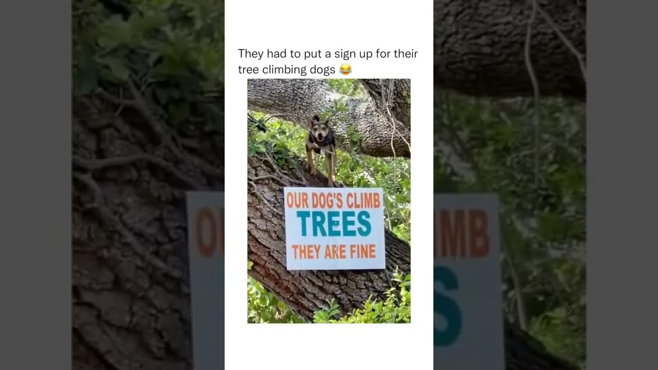 The fact that he was right above the sign 😂 