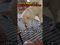 飼い主が好きすぎるわんちゃんの可愛すぎる行動 #shorts