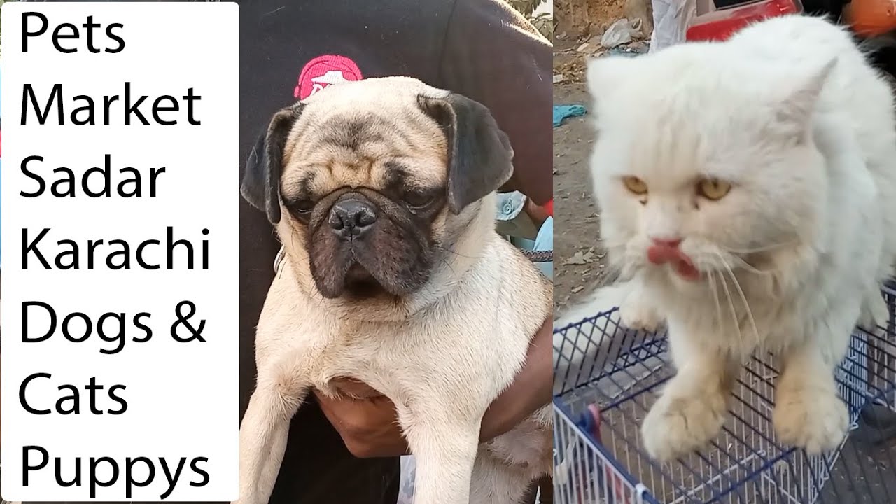 Dogs and Cats Market Sadar Karachi Pets Sunday Market Near Rainbow