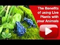 The Benefits of using Live Plants with your Animals