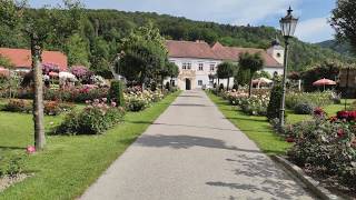 Rosengarten Pitten. Roses in Austria. Rosarium Österreich Xiaomi Mi Note 10 DJI Osmo Mobile 3 Gimbal