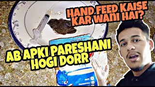 Famous Finches ko hand feed kaise karwani hai 🤔 | Ab apki pareshani hogi dor 🤗 | How to feed baby chicks ? Profile