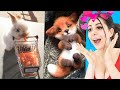 Cute BABY ANIMAL MOMENTS Video Compilation