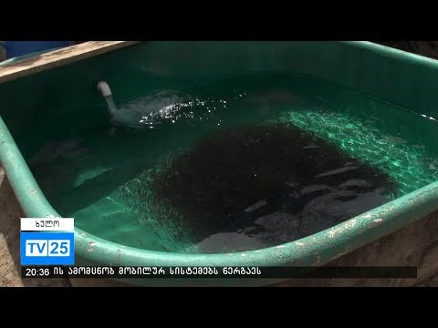 დეპუტატ ანზორ ბოლქვაძის ოჯახი ევროკავშირისგან  გრანტს ითხოვს