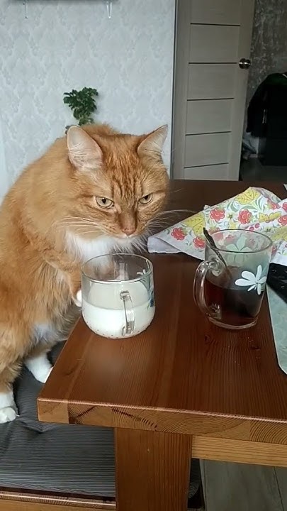 кот пьёт моё молоко - YouTube