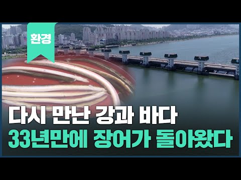 다시 만난 강과 바다, <strong>장어가</strong> 돌아왔다