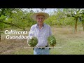 Productores hablan sobre beneficios de Agrosavia Tesoro y Agrosavia Fecunda