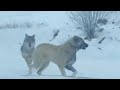 Kangal vs wolf attacks  wolves attack livestock animals 2024