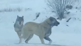 Kangal vs Wolf Attacks | Wolves Attack Livestock Animals 2024 by HB Kennel 587,038 views 3 months ago 5 minutes, 56 seconds