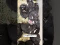 #ハムスター #ハムスターかわいい面白い #hamster #ハムスターのいる生活 #ハムスター動画 #ハムスター好き
