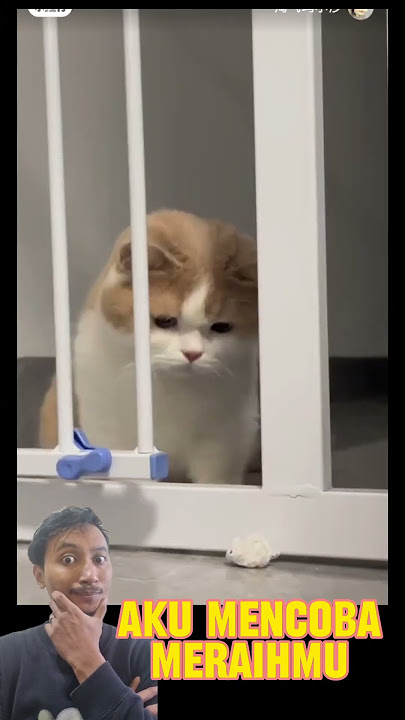 Ketika Aku Berusaha Mendapatkanmu 🐱🥰💕