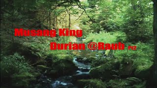 Malaysia - Musang King Durian @ Raub Pt2。 Why alienate the land to a private company？- 猫山王榴莲