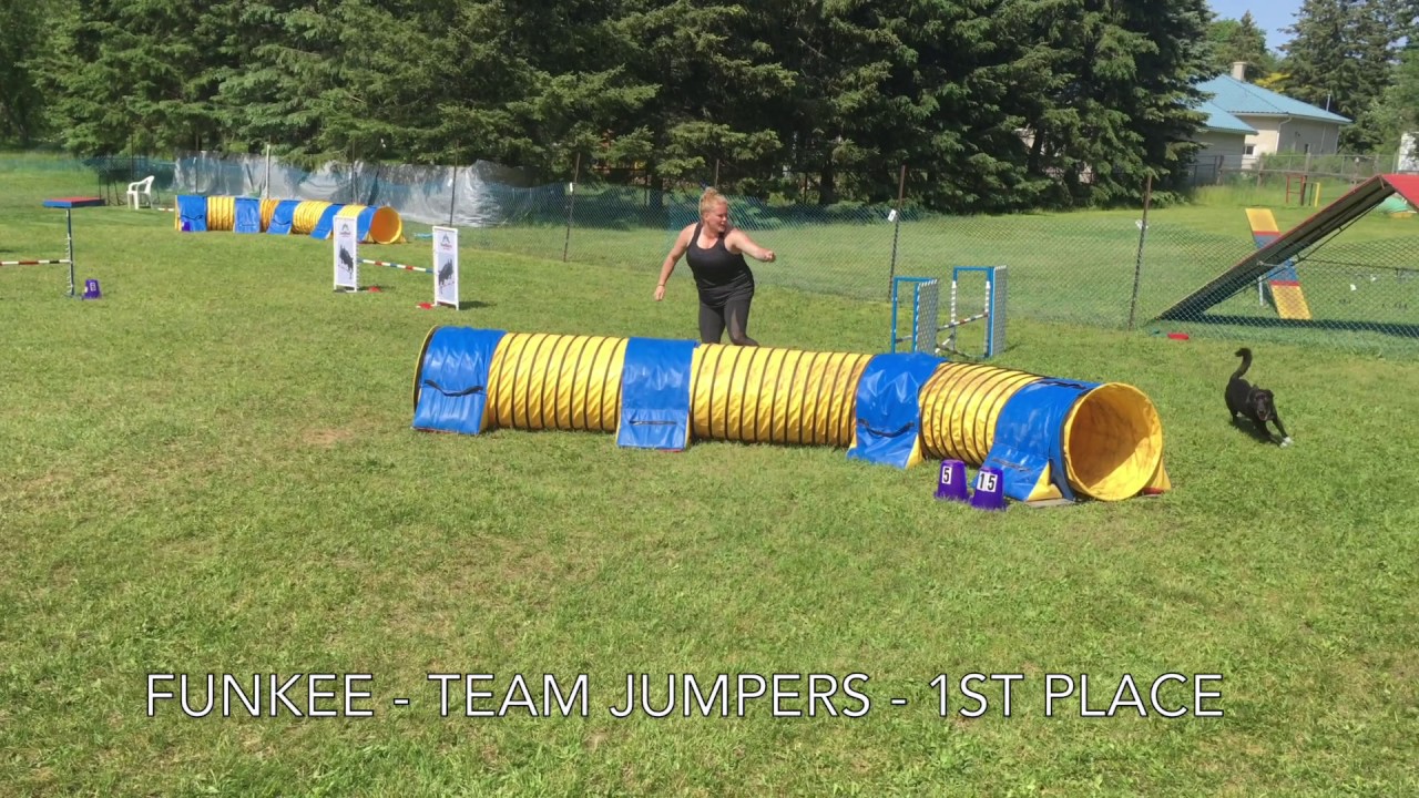 McCann Dogs Best Moments from USDAA Eastern Regional Championships
