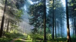 Piano Song - Forest of Remembrance (Improvisation)