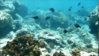 Snorkelling in Paindane reef, Inhambane, Mozambique.