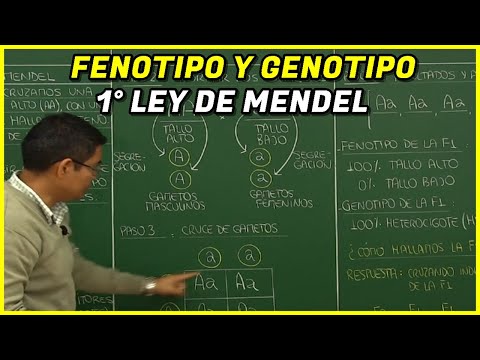 Genética I: Fenotipo y Genotipo, Primer Ley de Mendel