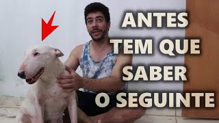 Bull Terrier Blanca Antes De Adotar Tem Que Ver Esse Vídeo