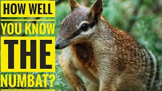 Numbat Description, Characteristics And Facts