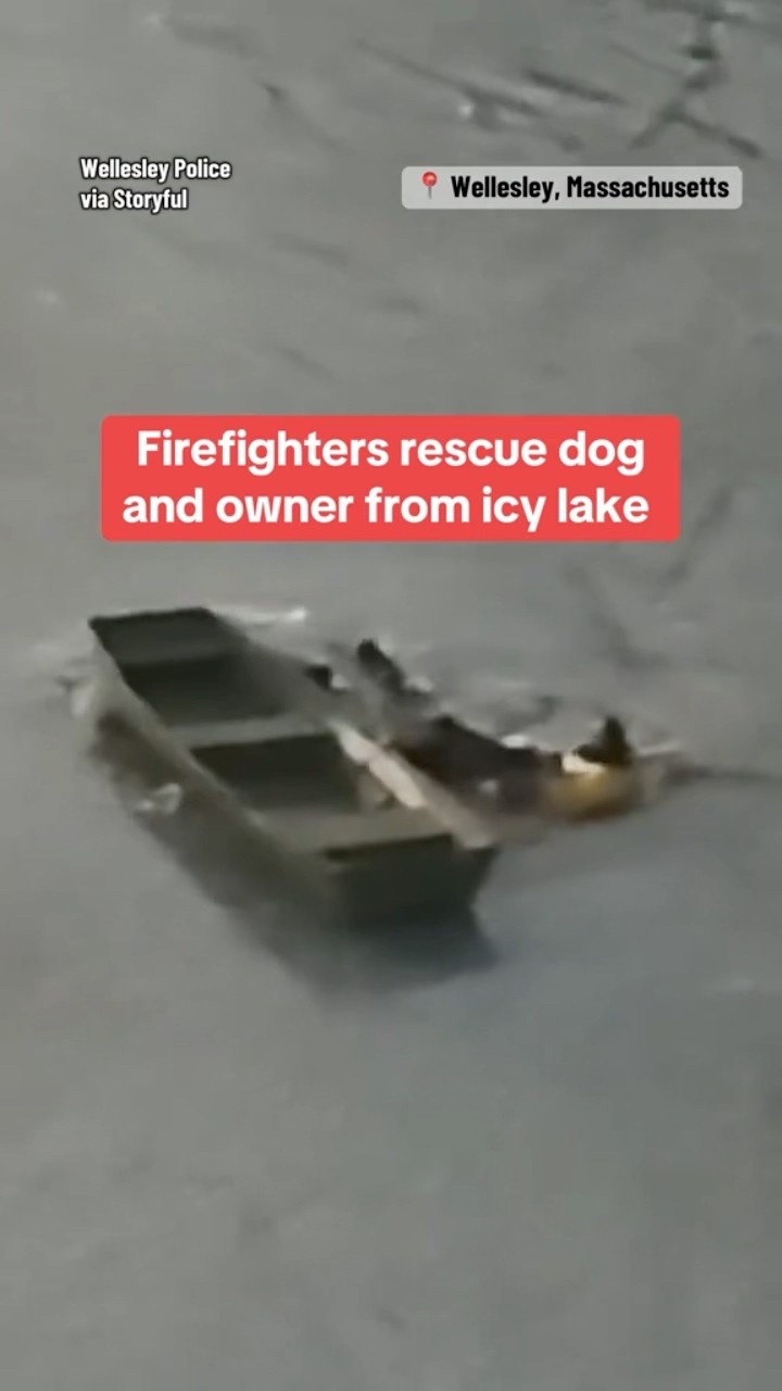 Man and dog rescued from icy Massachusetts lake #shorts