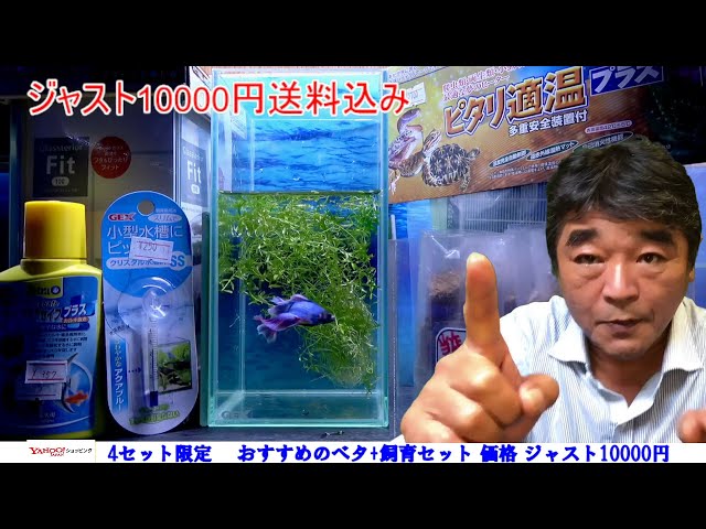 限定4】おすすめのベタ飼育セット - YouTube