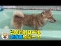 【柴犬Nana(奈奈)】洗香香
