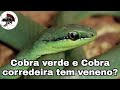 Cobra verde e cobra corredeira tem veneno? | Biólogo Henrique o Biólogo das Cobras