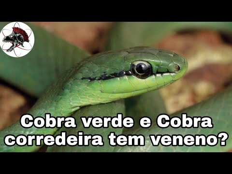 Vídeo: Tipos de cobras de jardim – identificando cobras inofensivas no jardim