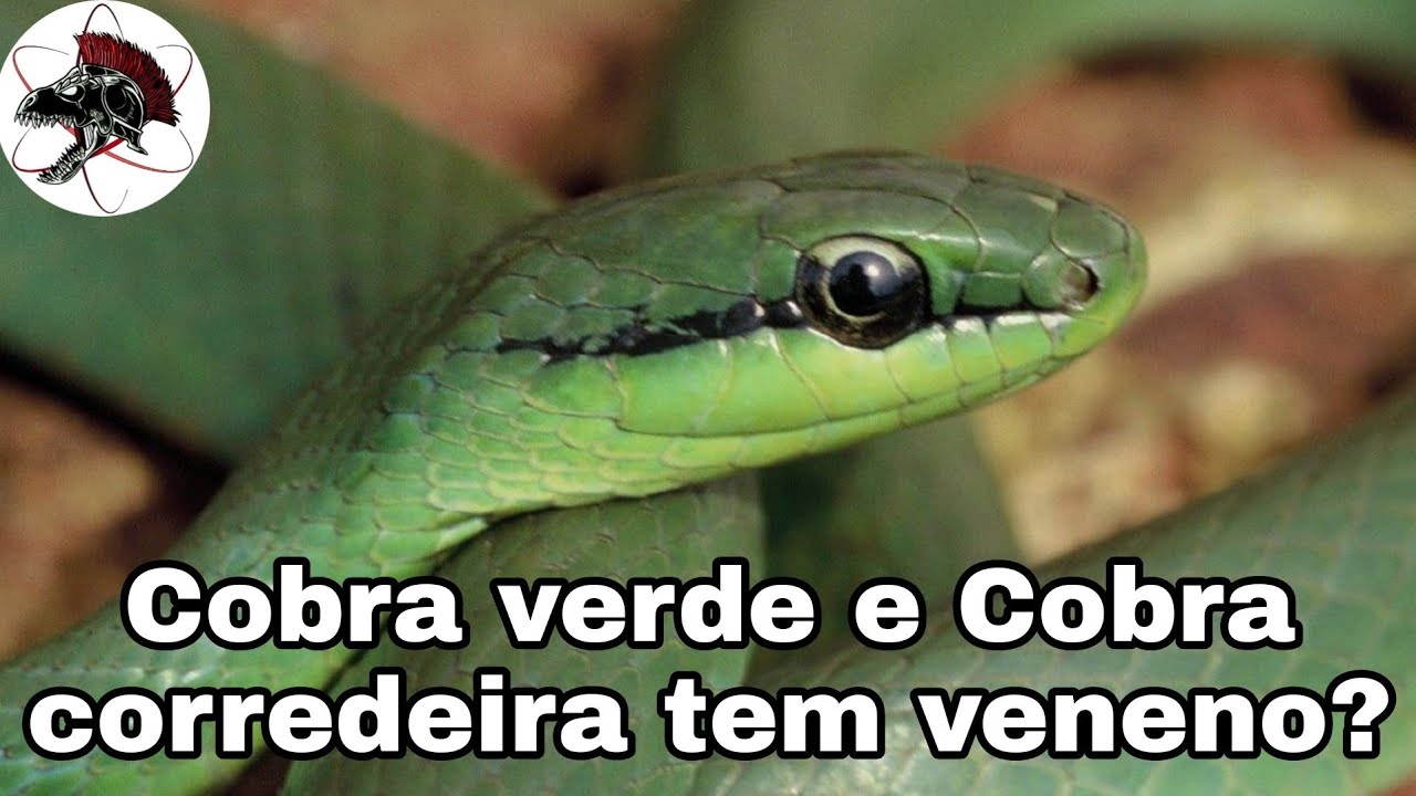 Download Cobra verde e cobra corredeira tem veneno? | Biólogo Henrique o Biólogo das Cobras