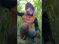 Ingat: lakukan pruning pada daun tua/kering dan jangan berlebihan agar tanaman tetap sehat. #jagung